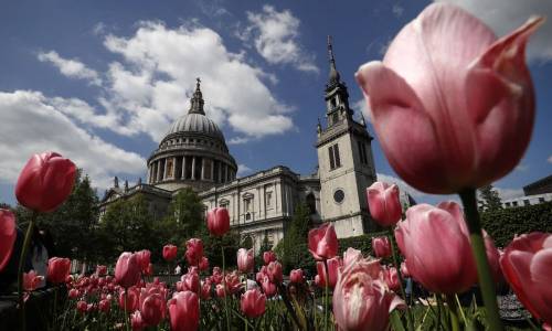   Tulipani piantati nei giardini intorno alla Cattedrale di St. Paul a Londra