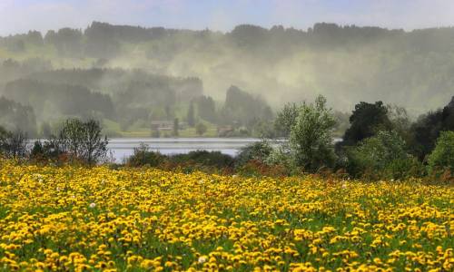   Nube di polline mosso dal vento sul lago Niedersonthofener See a Missen, vicino a Immenstadt, nella regione di Allgaeu, nel sud della Germania