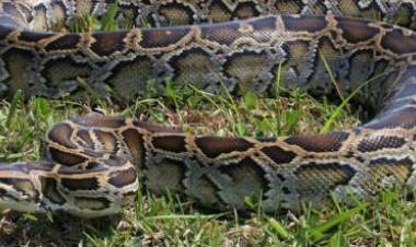 Indonesia, donna uccisa e inghiottita da pitone. Il suo corpo è intatto