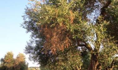 Xylella, per Grillo è una bufala: non c’è una briciola di prova scientifica