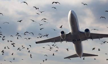 Bird strike: perché l'impatto tra aerei e uccelli è pericoloso?