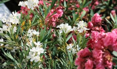 Splendide ma pericolose, fai attenzione a non toccare mai queste piante tossiche